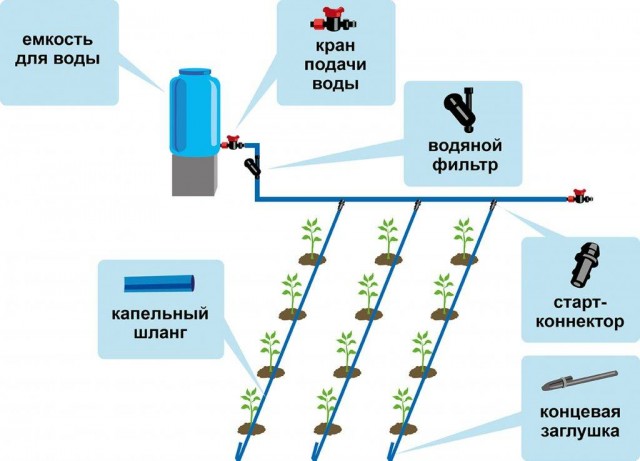 Капельный полив технологические особенности и преимущества